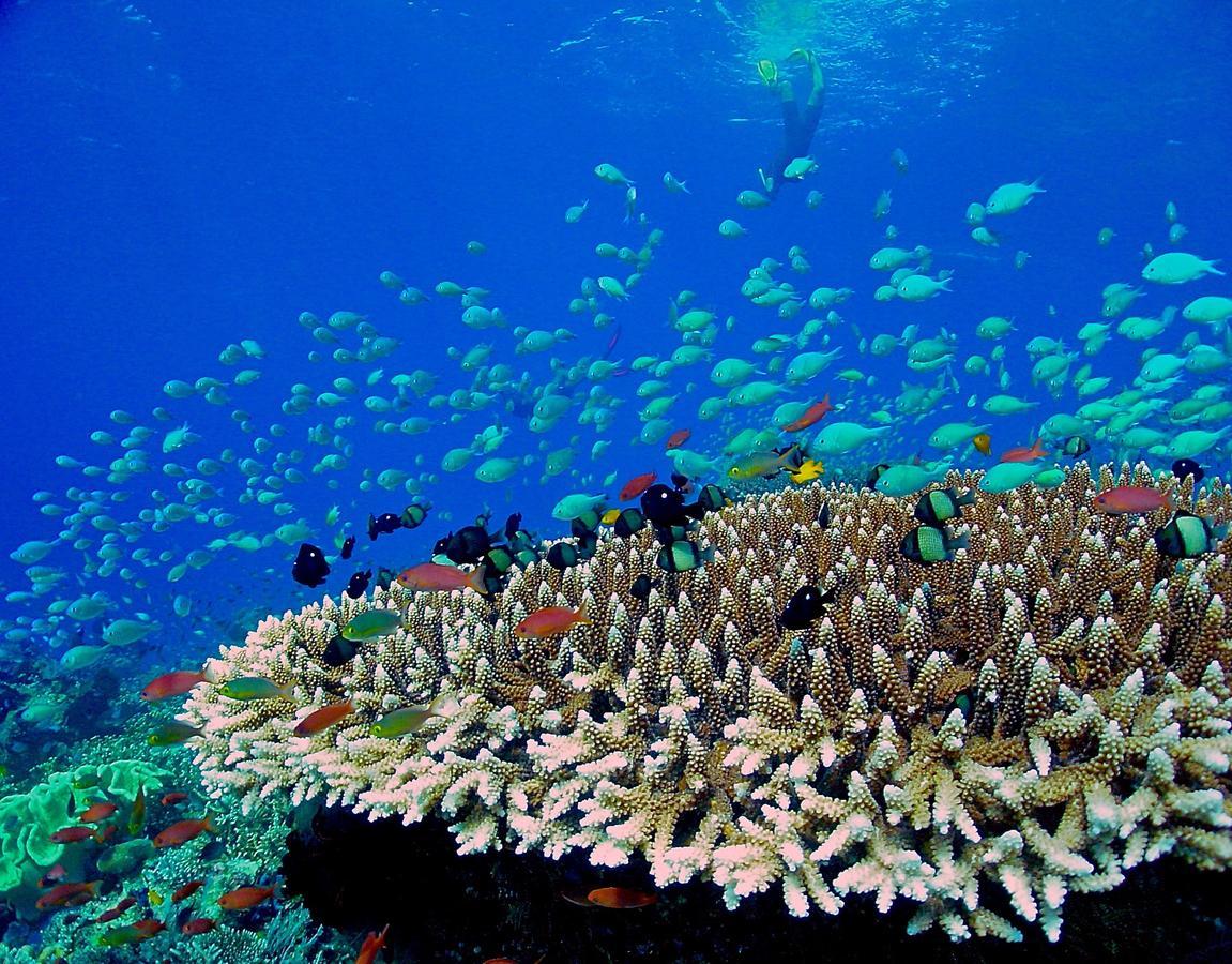 Mercure Maldives Kooddoo - Adults - Only Escape - 50 Percent Off Transfers Viligili Esterno foto