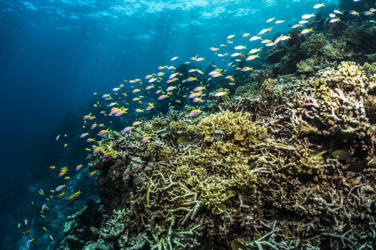 Mercure Maldives Kooddoo - Adults - Only Escape - 50 Percent Off Transfers Viligili Esterno foto